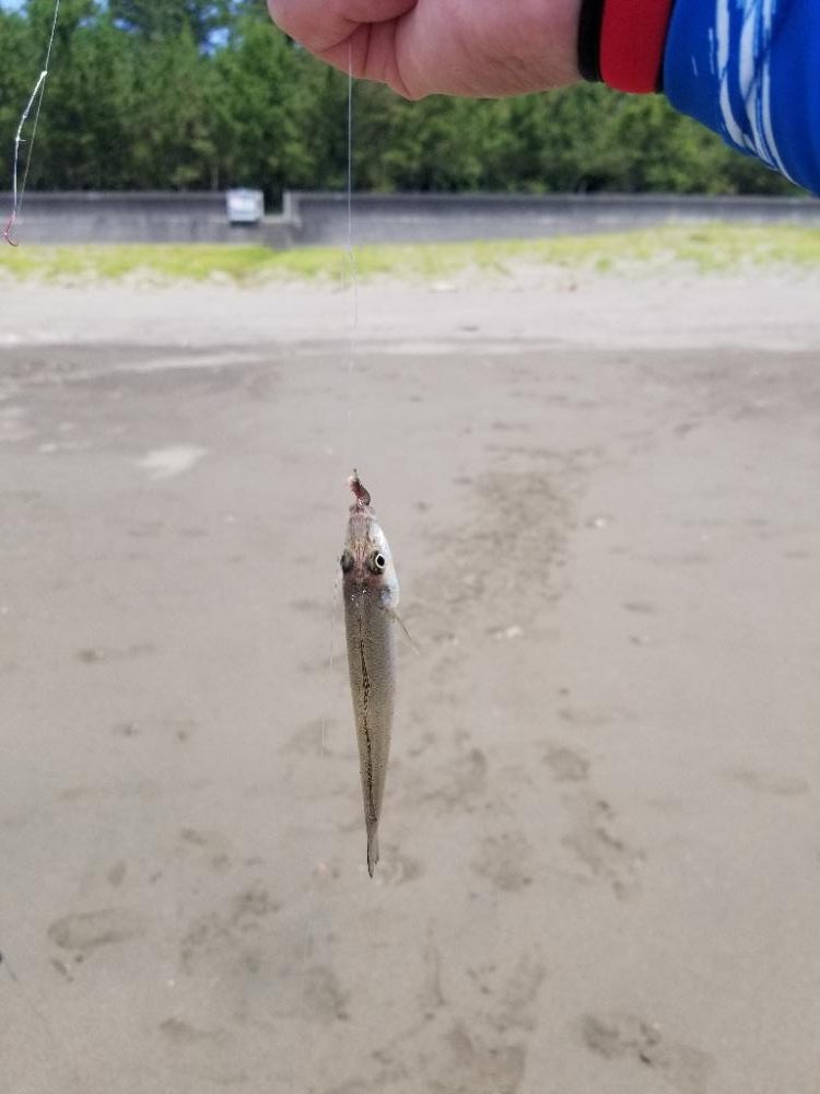 近場でキス釣り