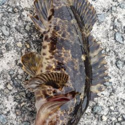 アジ探し@泉佐野