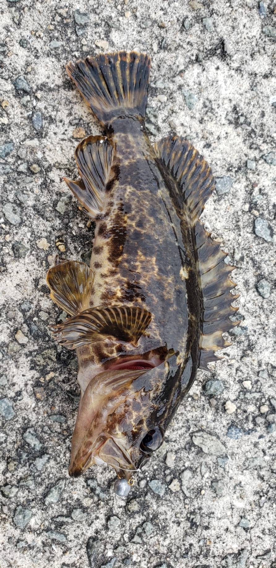 アジ探し@泉佐野