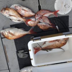 小潮で頑張ったタイラバ