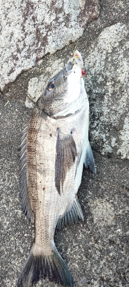 アジングロッドで