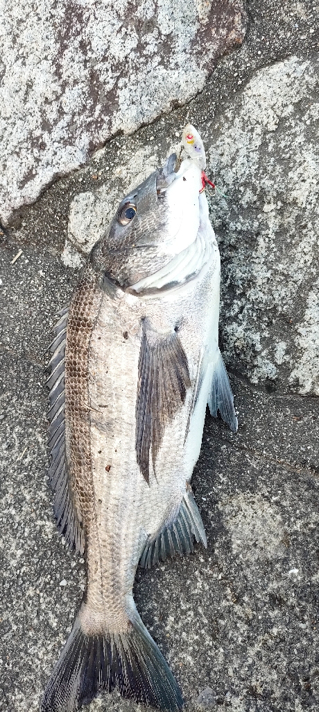 アジングロッドで