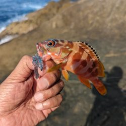 陸っぱり釣行記