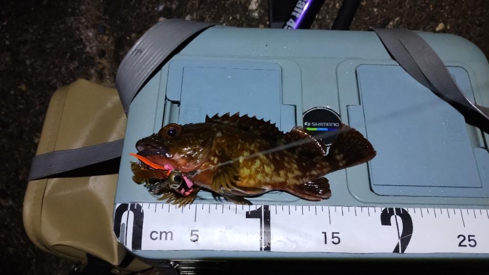 久しぶりのマイラバ