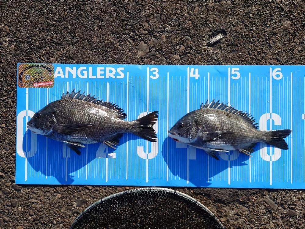 ふかせ釣り第5戦💦