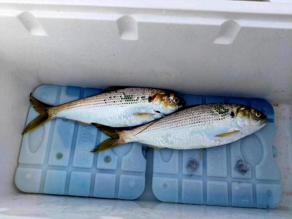 コノシロとスナメリ