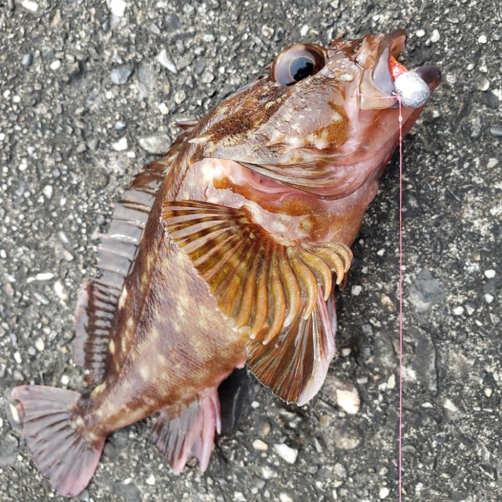 釣り散歩