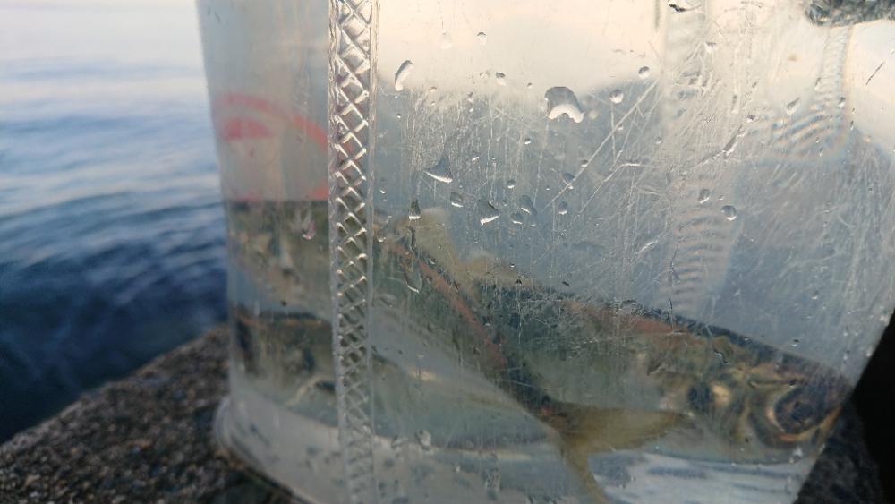 アジング難しい