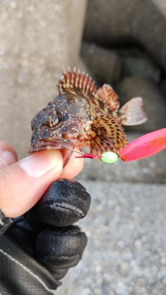 たまらず穴釣り