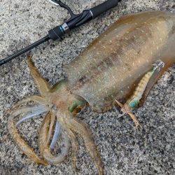 釣り味はアオリの勝ち