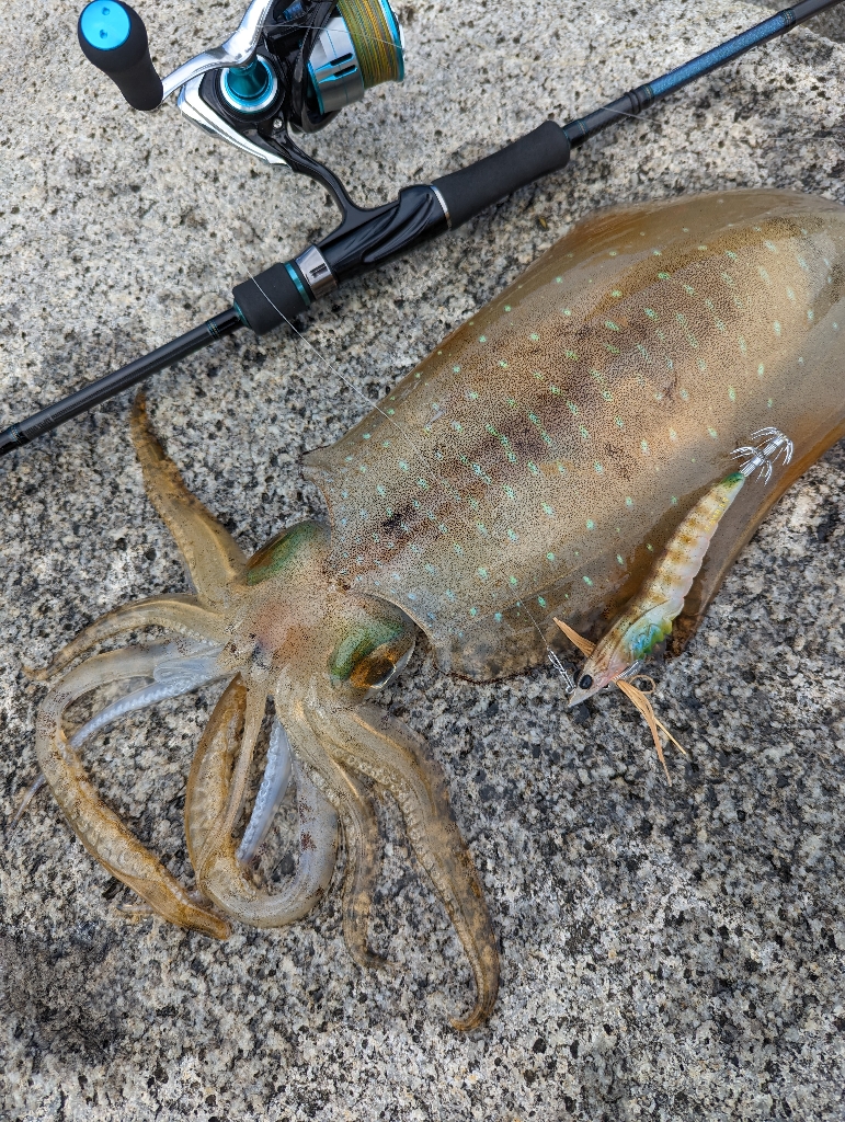 釣り味はアオリの勝ち
