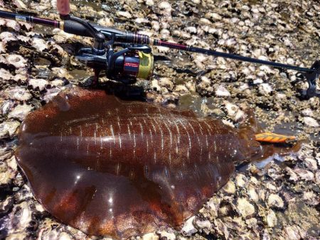 ランガンエギングIN対馬