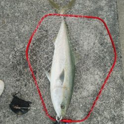 ブリ釣れました。