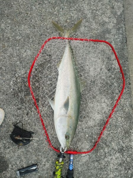 ブリ釣れました。