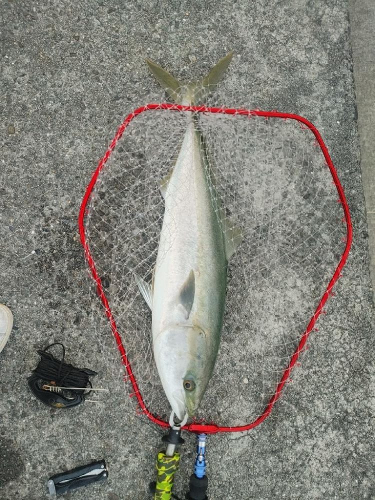 ブリ釣れました。