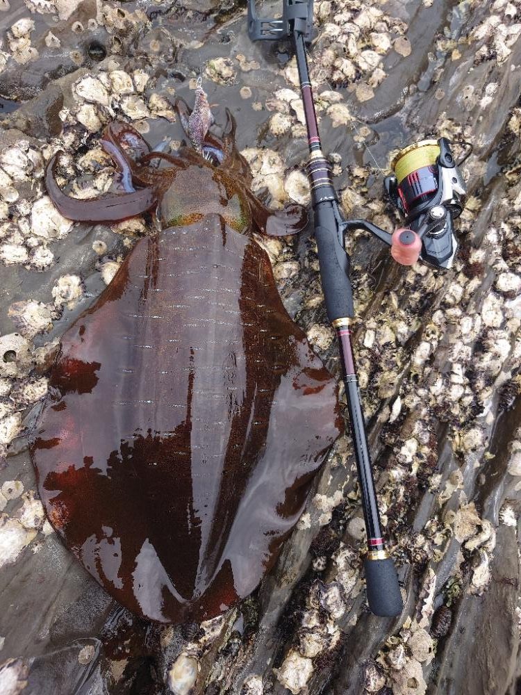 ランガンエギングIN対馬