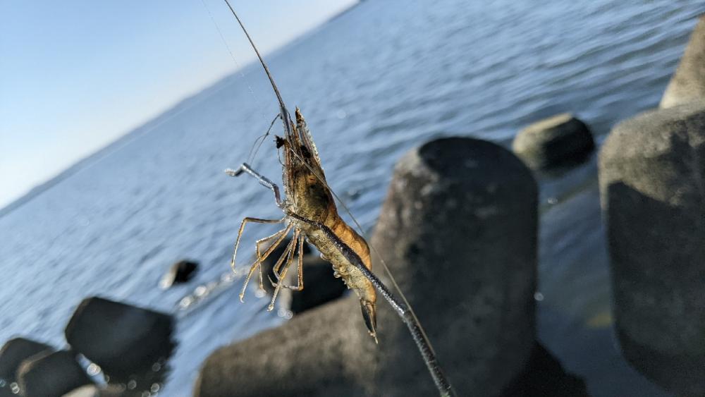 霞ヶ浦テナガエビ 絶好調