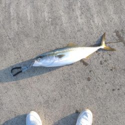 信頼と実績のセットアッパーで青物