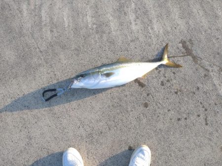 信頼と実績のセットアッパーで青物