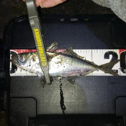 産卵絡みのアジ