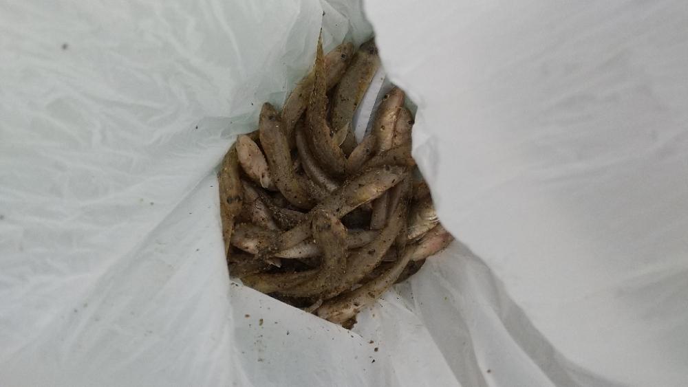 デキハゼ〜甘露煮用