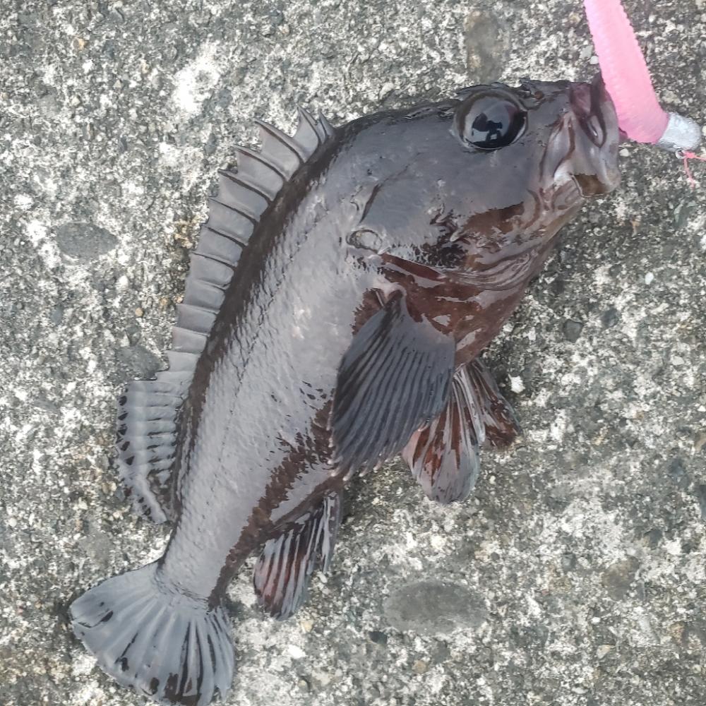 釣り散歩