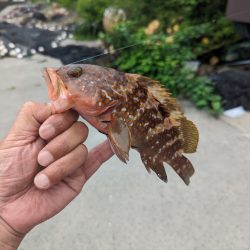 陸っぱり釣行記