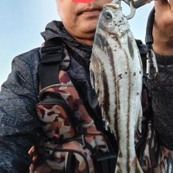 コトヒキ釣れました。