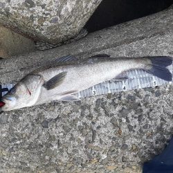 ショアジギング