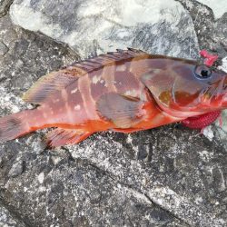 ここにもいた！アカハタ