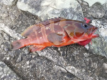 ここにもいた！アカハタ