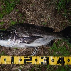 シーバス狙いでチヌ入れ喰い…