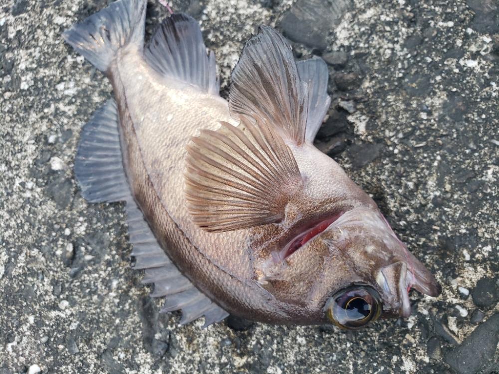 釣り散歩