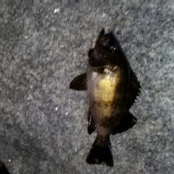 やっとメバルが釣れました。