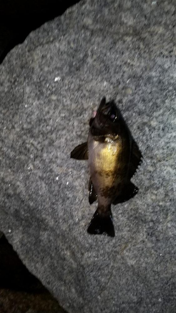 やっとメバルが釣れました。