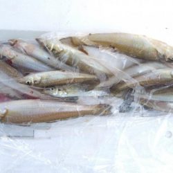 苅屋海岸のキス釣り