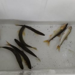 人生2度目の友釣り