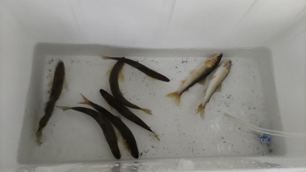 人生2度目の友釣り