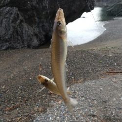 キス釣り～ベストシーズン？