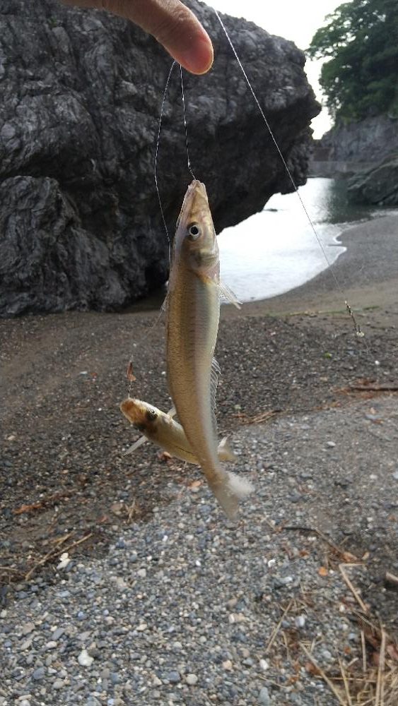 キス釣り~ベストシーズン?