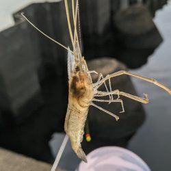 霞ヶ浦 テナガエビ 束越え