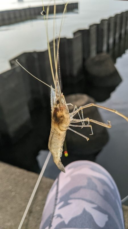 霞ヶ浦 テナガエビ 束越え