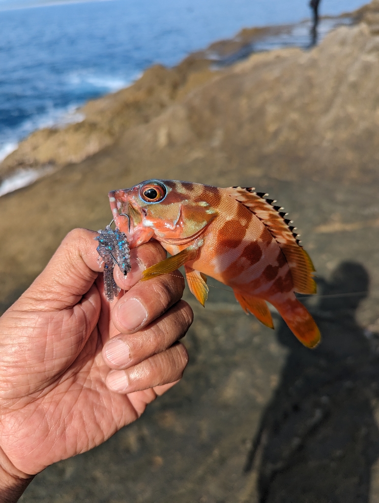 陸っぱり釣行記