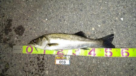 お持ち帰りサイズのシーバス ゲット…