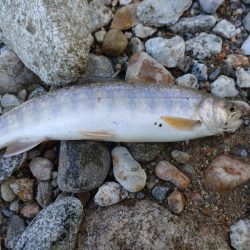 イワナ1匹！（お）