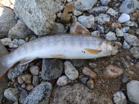 イワナ1匹！（お）