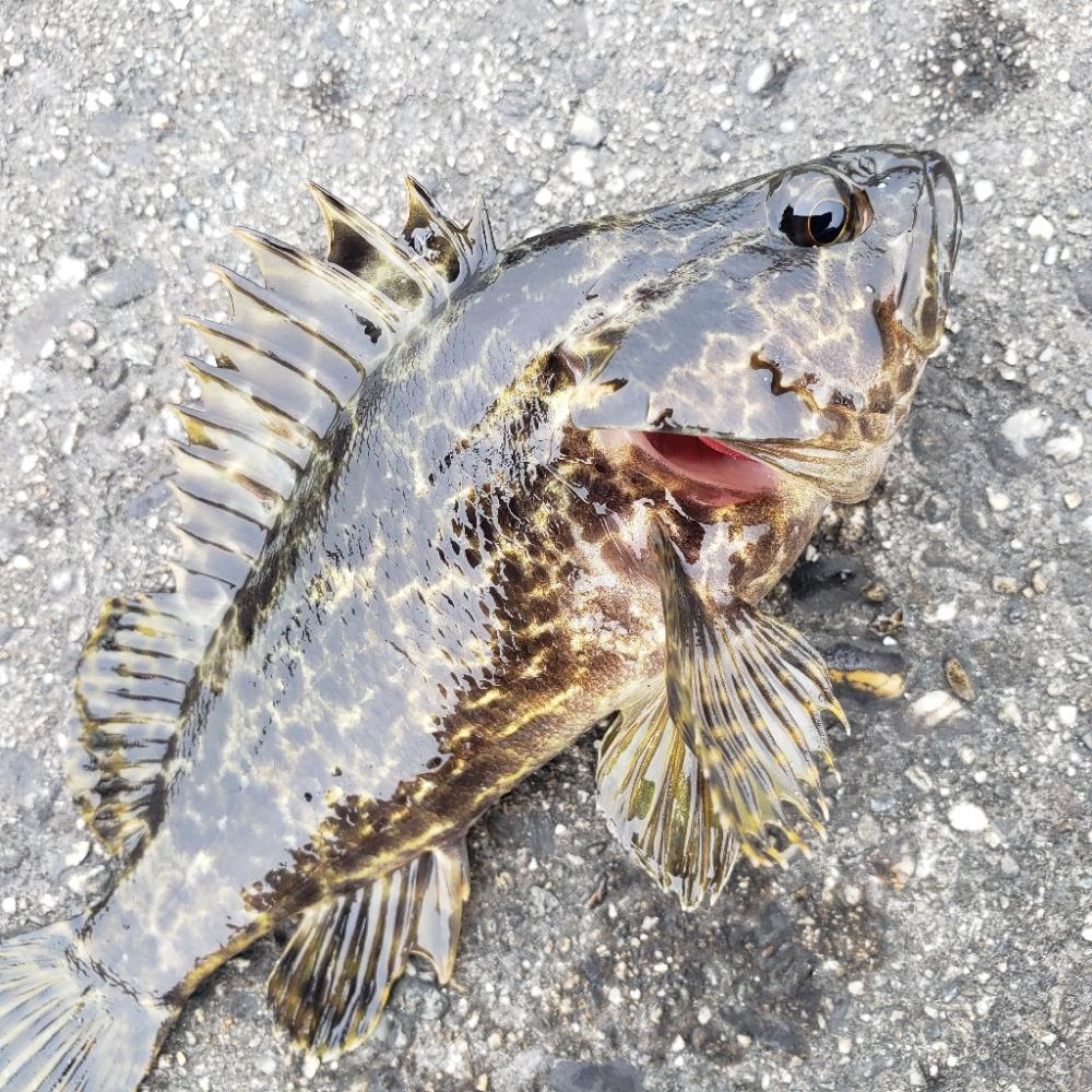 ロックフィッシュ釣行