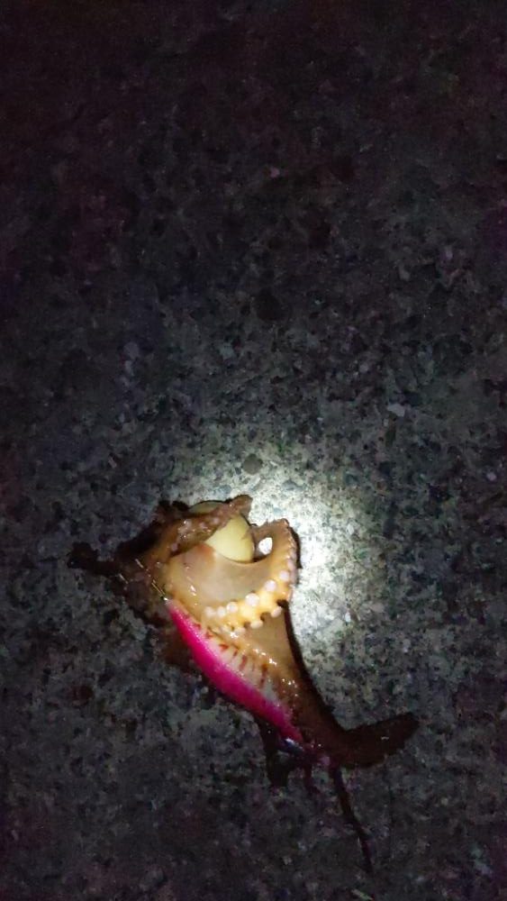 🐙ミニモニタコちゃん🐙