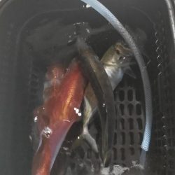 イカメタル＆バチコンアジング