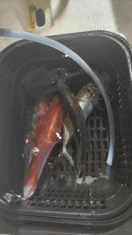 イカメタル＆バチコンアジング